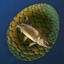 Chimeraland Rare Egg: Mousefish - zilliongamer