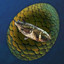 Chimeraland Rare Egg: Tigerfish - zilliongamer
