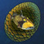 Chimeraland Rare Egg: Titan Triggerfish - zilliongamer