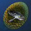 Chimeraland Rare Egg: Zebrafish - zilliongamer