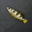 Chimeraland Fishing Materials: Archerfish - zilliongamer