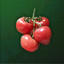 Chimeraland Cultivate Materials: Tomato - zilliongamer