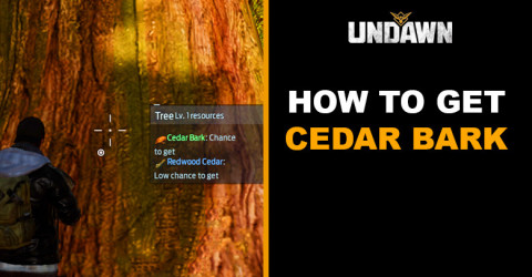 How to Get Cedar Bark in Undawn